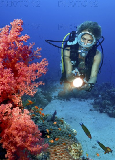 Underwater photo Diver looking at illuminated red soft coral (Dendronephthya) Soft corals near the