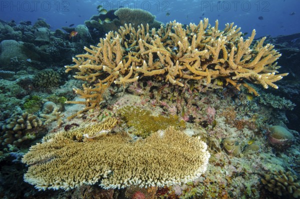Underwater photo of healthy intact coral Small colony of staghorn coral (Acropora robusta) growing