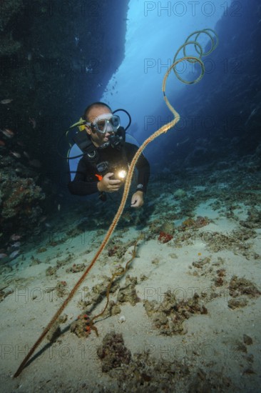 Underwater photo diver looking at illuminated spiral wire coral (Cirrhipathes spiralis), Indian