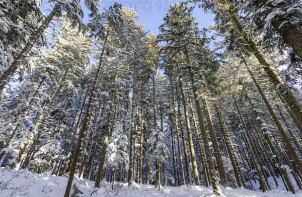 Winter landscape, snow-covered spruce forest, Picea abies, looking up into the treetops, winter,