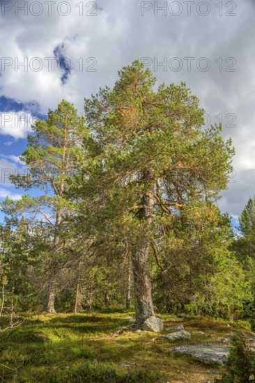 Large pine forest under blue sky with white clouds, peaceful atmosphere, Gutulia National Park,