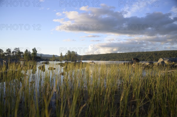 Tall grasses on lake shore, calm water area under partly cloudy sky, Gutulia National Park,
