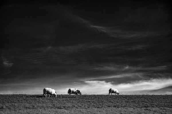 Dike sheep (Ovis gmelini aries) grazing on a pasture under a dramatic sky with clouds, Wadden Sea
