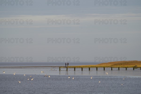 Two people stand on a jetty, seagulls fly across the calm sea, Wadden Sea National Park, Jade Bay,