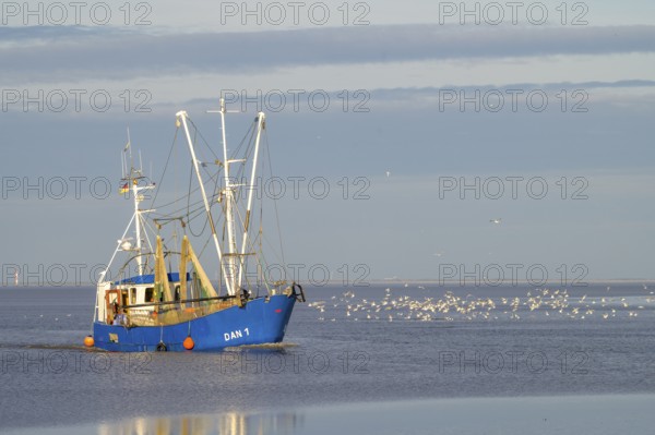 A fishing boat fishing trawler with seagulls around it in the sea under a wide sky, Wadden Sea