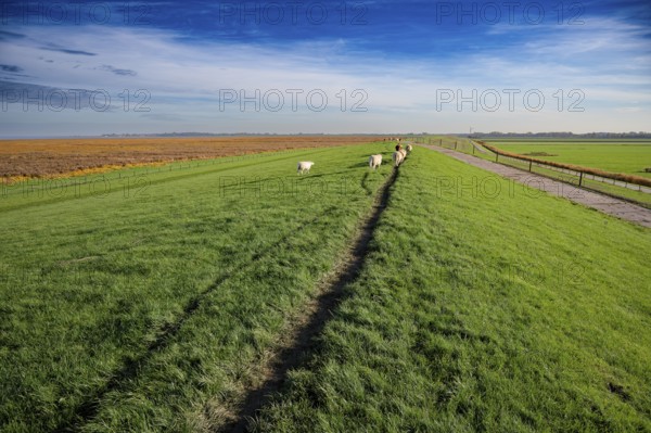 Sheep (Ovis gmelini aries) grazing on a dike at the Jadebusen under a clear sky, Wadden Sea