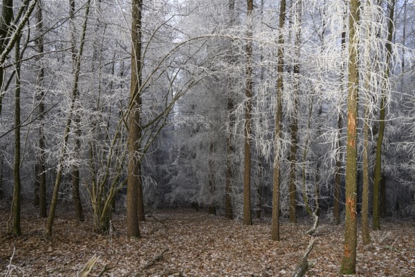 A quiet winter forest with snow-covered trees and still soil, Teutoburg Forest, Osnabrücker Land,