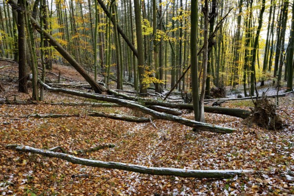 An autumnal forest with fallen branches and colorful leaves on the ground, Teutoburg Forest,