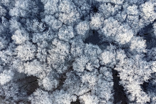 Dissen, Dissen am Teutoburg Forest, Lower Saxony, Germany, Snow-covered treetops form a dense, icy