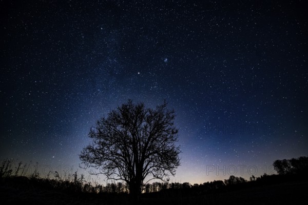 A solitary elderberry bush (Sambucus nigra) silhouetted against a starry night sky, Melle,