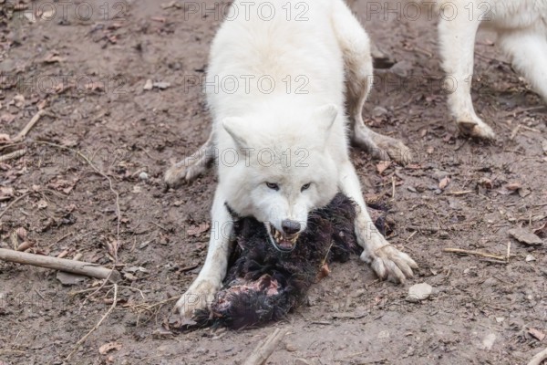 Arctic wolf (Canis lupus arctos), protecting prey against the other members of the pack, sheep,