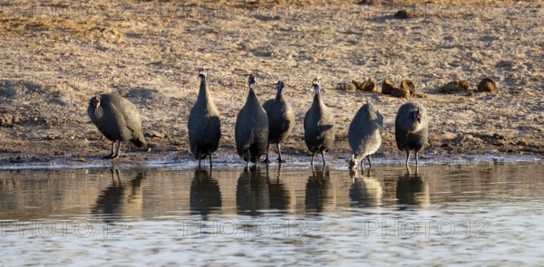 Helmeted guinea fowl (Numida meleagris), drinking at a waterhole, Savuti, Chobe National Park,