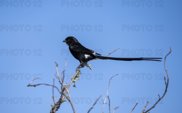 Magpie shrike (Urolestes melanoleucus), also known as African long-tailed shrike, sitting on a