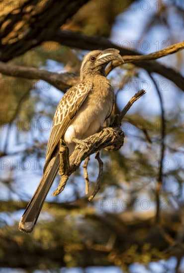 Grey Hornbill (Lophoceros nasutus) (Tockus nasutus), sitting on a branch in the evening light,