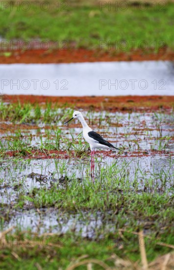 Black-winged Black-winged Stilt (Himantopus himantopus) foraging on the shore of a lake, Okavango