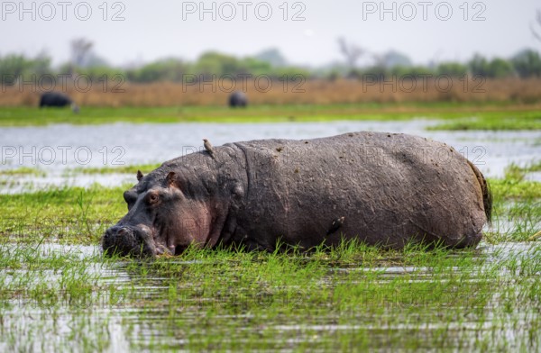 Hippopotamus (Hippopatamus amphibius), grazing in the shallow water of a lake, Okavango Delta,