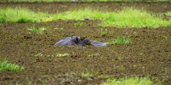 Hippopotamus (Hippopatamus amphibius), only the head looks out of the water, in a lake densely