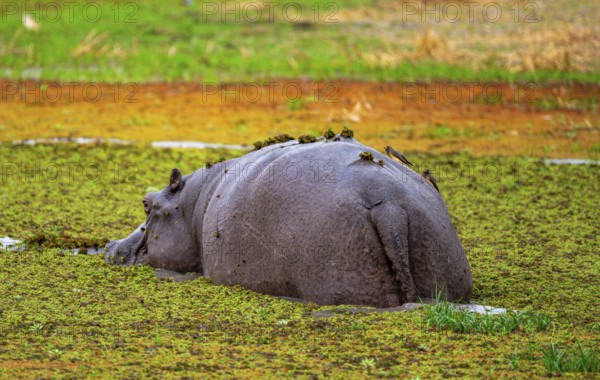 Hippopotamus (Hippopatamus amphibius), from behind, in a lake densely overgrown with aquatic