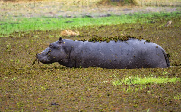 Hippopotamus (Hippopatamus amphibius), young animal in a lake densely overgrown with aquatic