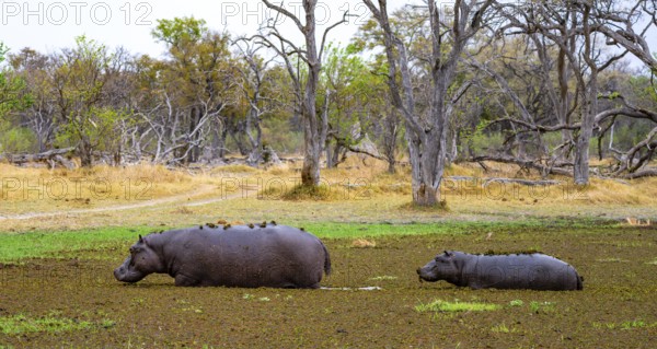 Hippos (Hippopatamus amphibius), in a lake densely overgrown with aquatic plants, mother and young
