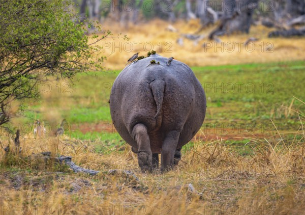 Hippopotamus (Hippopatamus amphibius), from behind, Po, Okavango Delta, Moremi Game Reserve,