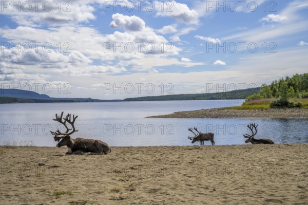 Panoramic view of reindeer (Rangifer tarandus) on the lakeshore with a small island and wide sky,