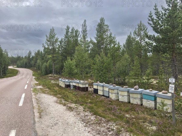 Rendalen, Innlandet, Norway, country road next to lined up beehives and thick forest under cloudy
