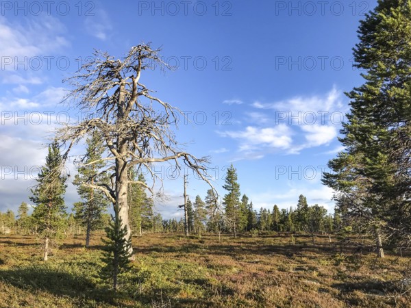 Idre, Dalarnas län, Sweden, A forested area under a blue sky, dominated by a dead pine tree (Pinus