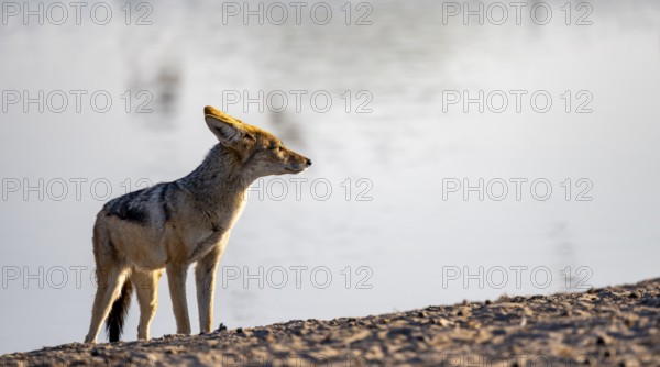 Black-backed jackal (Canis mesomelas), at the waterhole, in the evening light, Savuti, Chobe