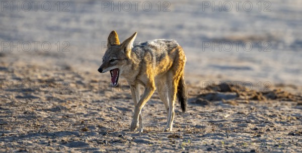 Black-backed jackal (Canis mesomelas), yawning, Savuti, Chobe National Park, Botswana