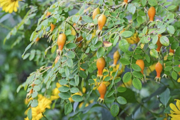 Rose hips among thick foliage, natural garden landscape, North Rhine-Westphalia, Germany