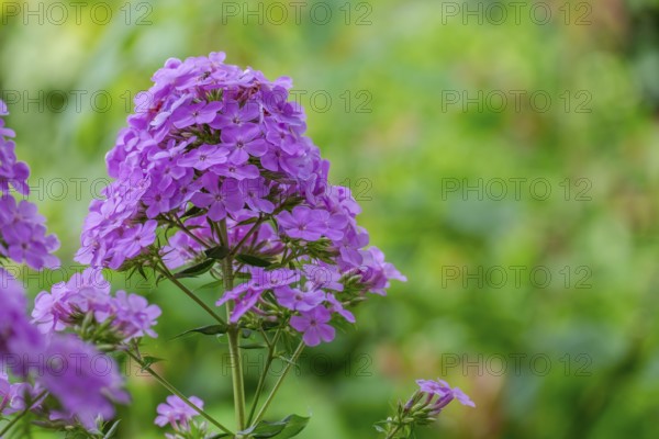 Flame flower (Phlox), North Rhine-Westphalia, Germany