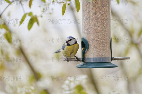 Blue tit (Cyanistes caeruleus) eating seeds from a feeder. seasonal bird feeding. Bad Salzschlirf,