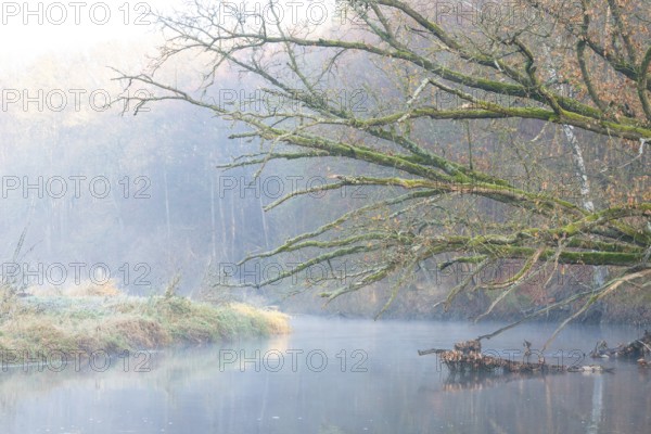 Peaceful river landscape between forest and meadow with mist and calm water in autumn, ray of light