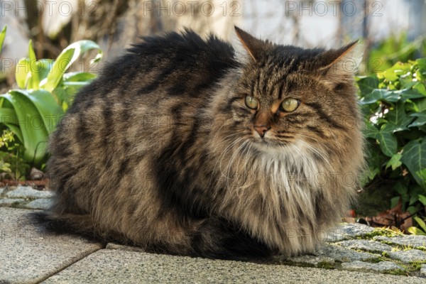Cat, Norwegian Forest Cat, Baden-Württemberg, Germany