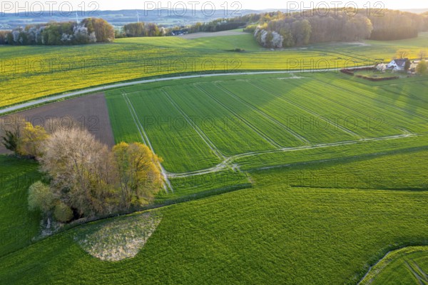 Evening landscape with extensive fields and a path illuminated by sunset. Curved aerial view in