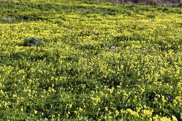 Carpet of flowers, yellow flower meadow in winter, Bermuda buttercup (Oxalis pes-caprae), Segesta,