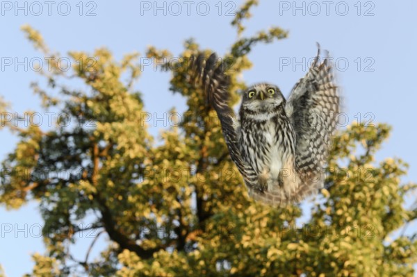 A little owl (Athene noctua) flies in front of a tree in the blue sky, Teutoburg Forest, Lower