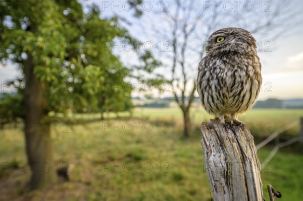 Little owl (Athene noctua) sitting on a post, surrounded by green landscape and tree on a meadow