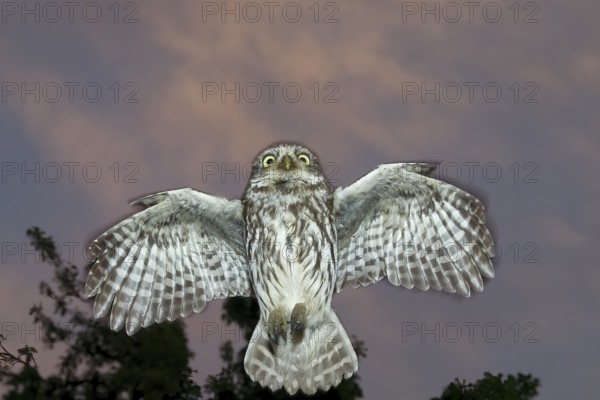 A little owl (Athene noctua) flies in the dark through the night in front of a tree in the sky,