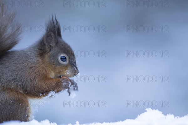 Red squirrel (Sciurus vulgaris) adult animal eating a nut in a snow covered woodland in winter,