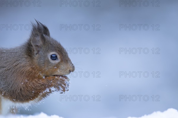 Red squirrel (Sciurus vulgaris) adult animal eating a hazel nut in a snow covered woodland in
