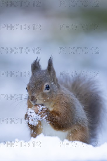Red squirrel (Sciurus vulgaris) adult animal feeding on a hazel nut in a snow covered woodland in