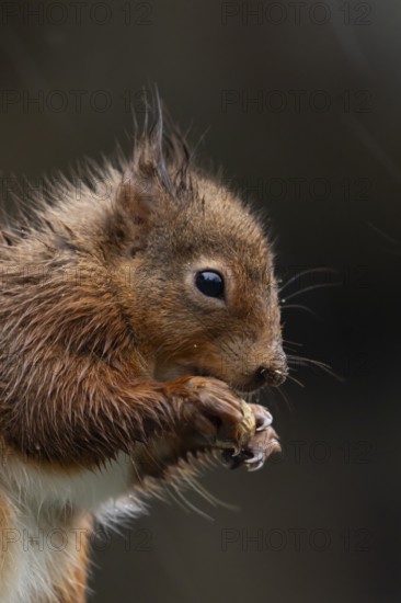 Red squirrel (Sciurus vulgaris) adult animal soaking wet eating a nut in a rain storm, England,
