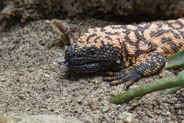 Animal portrait, Gila crustose lizard (Heloderma suspectum), representative of the crustose lizards