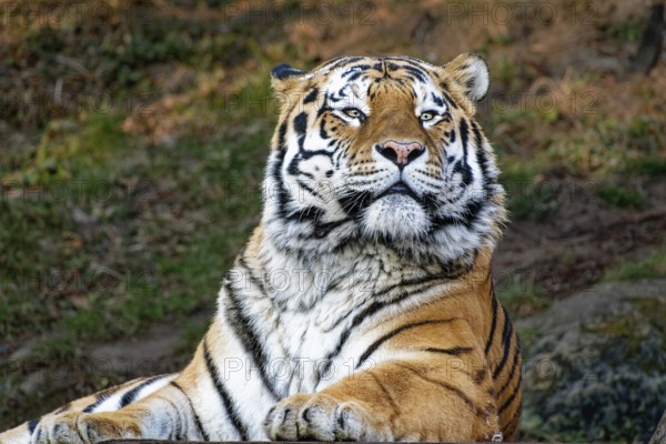 Siberian tiger (Panthera tigris altaica) or Amur tiger, animal portrait, captive, occurrence river
