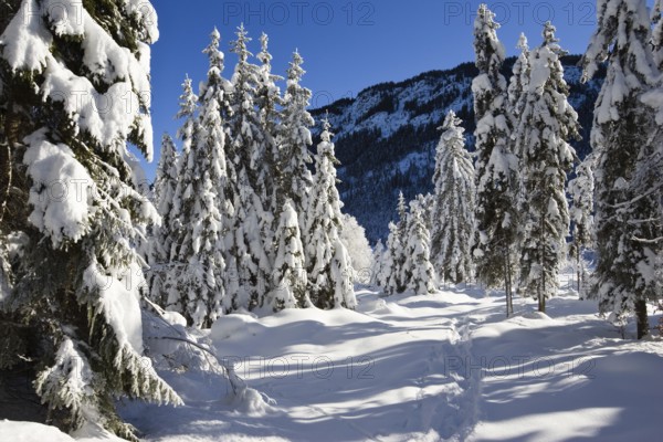 Snow-covered spruce trees (Pica abies), winter landscape in the Bavarian Alps, Upper Bavaria,