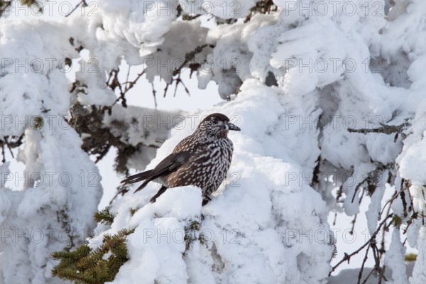 Nutcracker (Nucifraga caryocatactes), on snow-covered spruce in winter, Upper Bavaria, Germany
