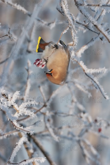 Waxwing (Bobycilla garrulus) eating berries of snowball (Viburnum opulus), hoarfrost, winter,