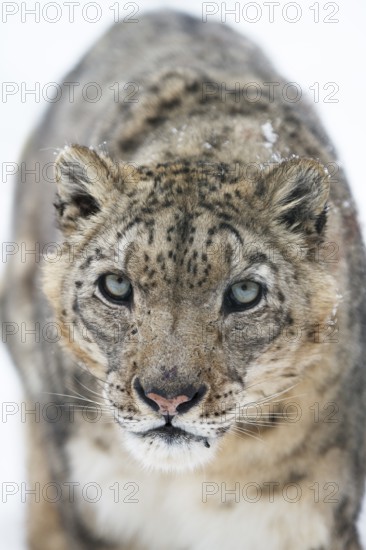 Snow leopard (Panthera uncia), portrait, frontal, zoo, captive